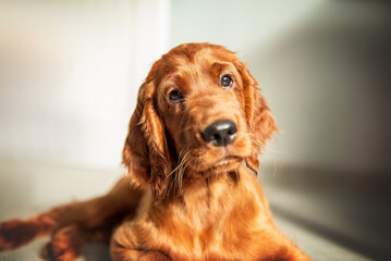 Portrait of a red Irish setter puppy close-up - obrazy, fototapety, plakaty
