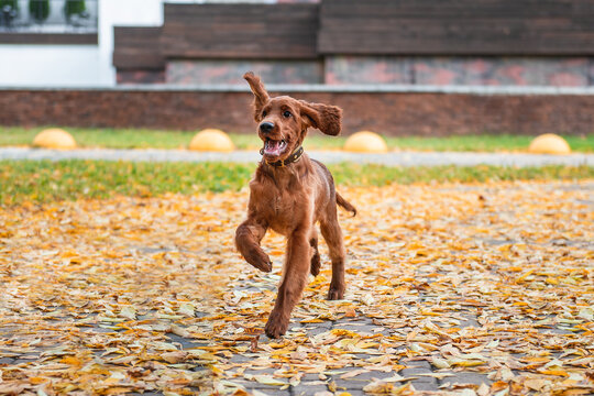 Portrait of a red Irish setter puppy in motion, the puppy runs