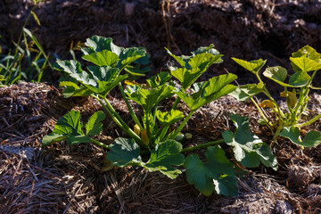 Green leaves Marrow vegetable on a manure garden bed. Courgette plant