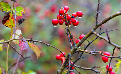 Red fruit of Crataegus monogyna, known as hawthorn or single-seeded hawthorn wet in the rain.. Branch with Hawthorn berries in garden.