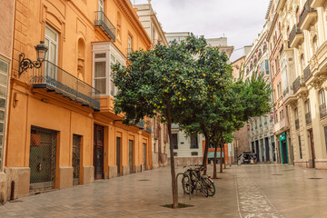 Valencia Spain Street with Orange Trees