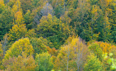 landscape with trees autumn
