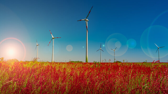 Panoramic View Over Beautiful Meadow Field Farm Landscape With Red Flowers, Wind Turbines To Produce Green Energy At Sunset Colors With Direct Sun Light With Lens Flare And Sun Rays In Germany