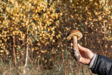 a man holds a plucked mushroom in his hand.