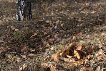 Naklejka na ściany i meble plucked mushroom lies on the grass in the forest
