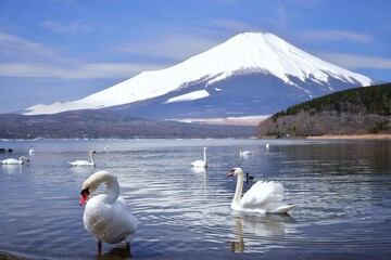 山中湖を優雅に泳ぐ白鳥と富士山