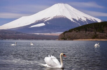山中湖を優雅に泳ぐ白鳥と富士山