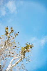 Black birds on tree against sky