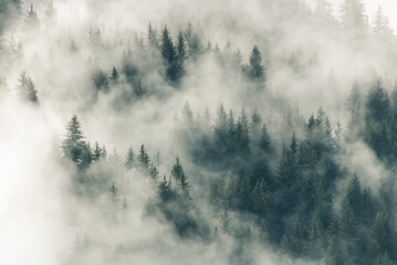 Fototapeta na wymiar sapin dans la brume