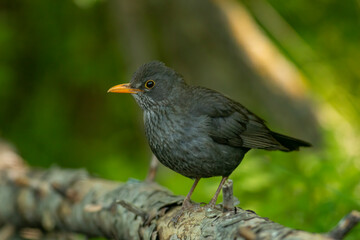 Female blackbird take a bath