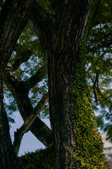 Tree trunk with green leaves in the park