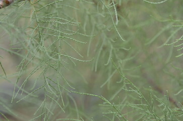 Tamarix ramosissima bush close up