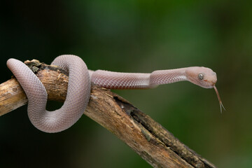 Fototapeta premium A baby female pink white mangrove pit viper Trimeresurus purpureomaculatus sticking out its tongue on a branch with bokeh background 