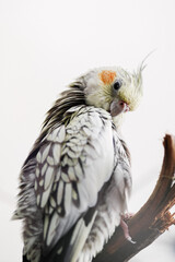 Female Cockatiel bird aka Nymphicus hollandicus, sitting side ways on wooden branch.