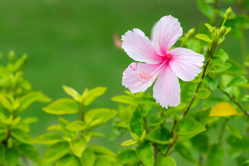 Obraz na płótnie Canvas Pink hibiscus flower blooming on green nature background. Tropical lush foliage, sunny exotic blooming floral nature. Bokeh blur natural garden, closeup flora in summer garden