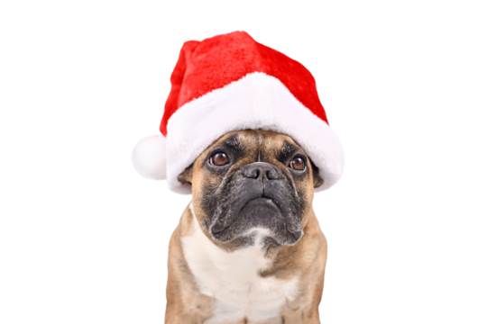 French Bulldog dog wearing a red Christmas Santa Claus hat in on transparent background