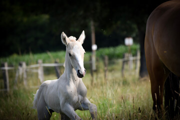 Naklejka na ściany i meble palomino foal in the field with his mother