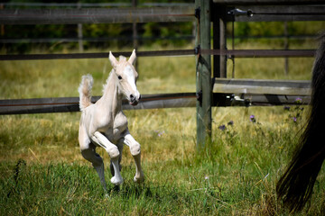 palomino foal running in the field