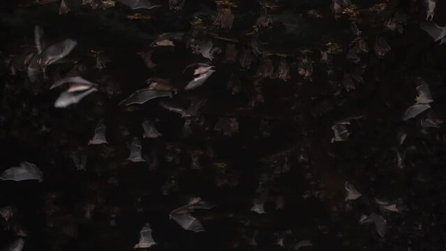 Amazing beautiful shot inside a dark stone cave with many bats hanging on stone arches and flying around waving their big wings. The House of bats in slow motion. film grain texture. pixel texture.