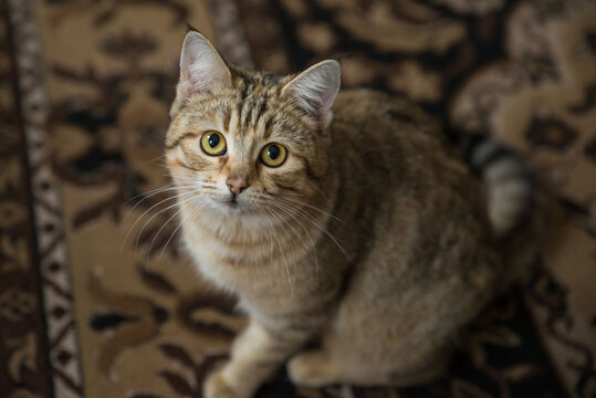 beautiful striped European shorthair cat lies
