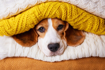 A beagle dog in a stack of folded knitted sweaters or other wool clothing. Autumn and winter concept. Warming up for winter. - obrazy, fototapety, plakaty