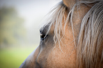 Portrait d'un cheval palomino