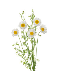 Fototapeta Chamomiles daisy flower isolated on white background without shadow with clipping path obraz