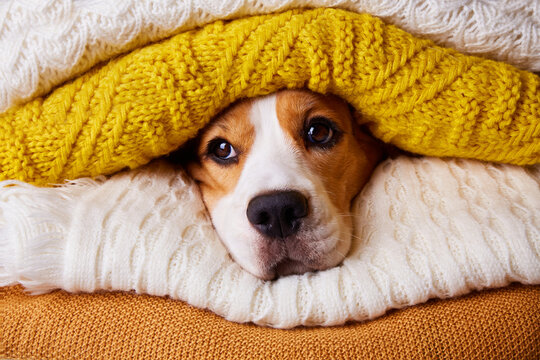 The beagle dog's head is in a stack of folded knitted sweaters or scarves. Autumn concept. 