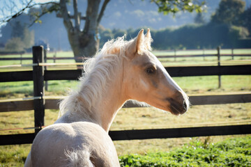 Portrait of a young palomino foal in the field