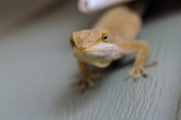 In house, lizard is sitting on plastic wall