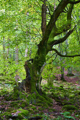 Enchanted forest covered in moss