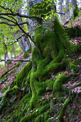 Enchanted forest covered in moss