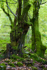 Enchanted forest covered in moss