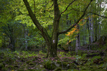 Naklejka premium Enchanted forest covered in moss
