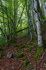 Enchanted forest covered in moss