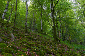 Enchanted forest covered in moss