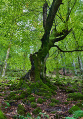 Enchanted forest covered in moss