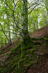 Fototapeta na wymiar Enchanted forest covered in moss