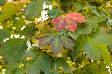 maple leaves turning red and purple full frame