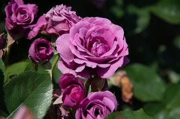 pink rose bush