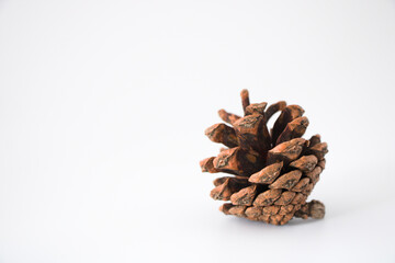 pine cone on a white background