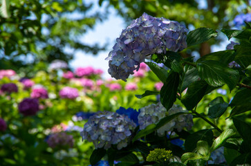 flowers on a branch