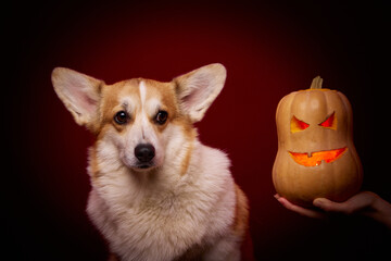 A corgi dog looks scared at a carved pumpkin for Halloween. A terrible and cheerful holiday awaits the dog.