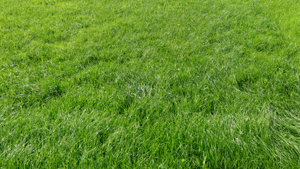 Green lush trimmed lawn. Natural background. Close-up side view. Sport field with dense grass. Garden land covering. Healthy fresh plant cover. Growing of rolled lawn. Nature texture. Summer meadow