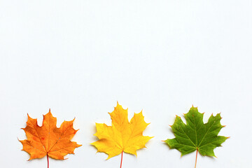 Autumn leaves flat lay. Various multicolored autumn maple leaves isolated on white background. Top view, copy space. Season, minimal, autumn card, thanksgiving texture, fall background concept.