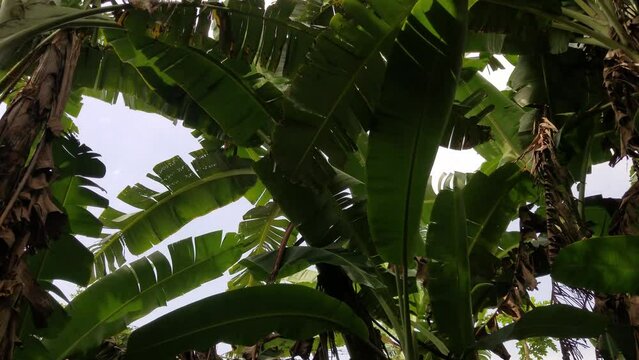 Banana tree leaves swaying in the wind