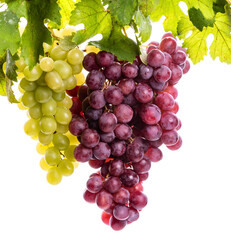 PNG. Bunches of green and pink grapes.