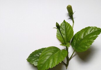 A close up view of hibiscus flower leaves and their small buds in a white background 
