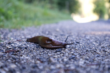 A slug crawling along the road through a dangerous world towards its goal