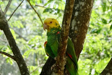 Portrait of beautiful Yellow-headed Amazon Parrot in Mexico on green blurry background behind the branch. High quality photo